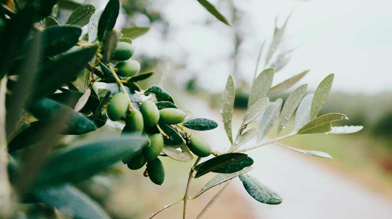 olivo aceituna
